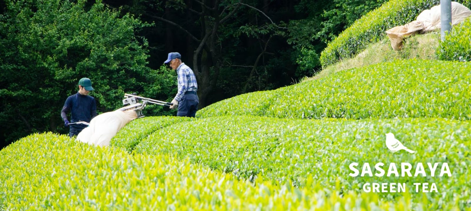 ささら屋様の茶畑の様子